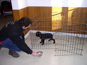 test des chiots